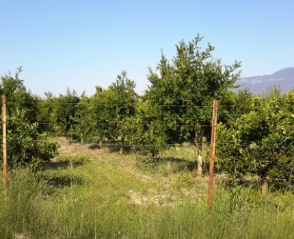 DTE1352 Ortaca, Güzelyurt Köyünde Satılık Tarla