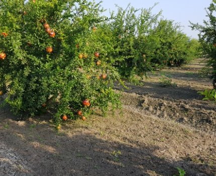 DTE1351 Dalyan'da Satılık Nar Tarlası